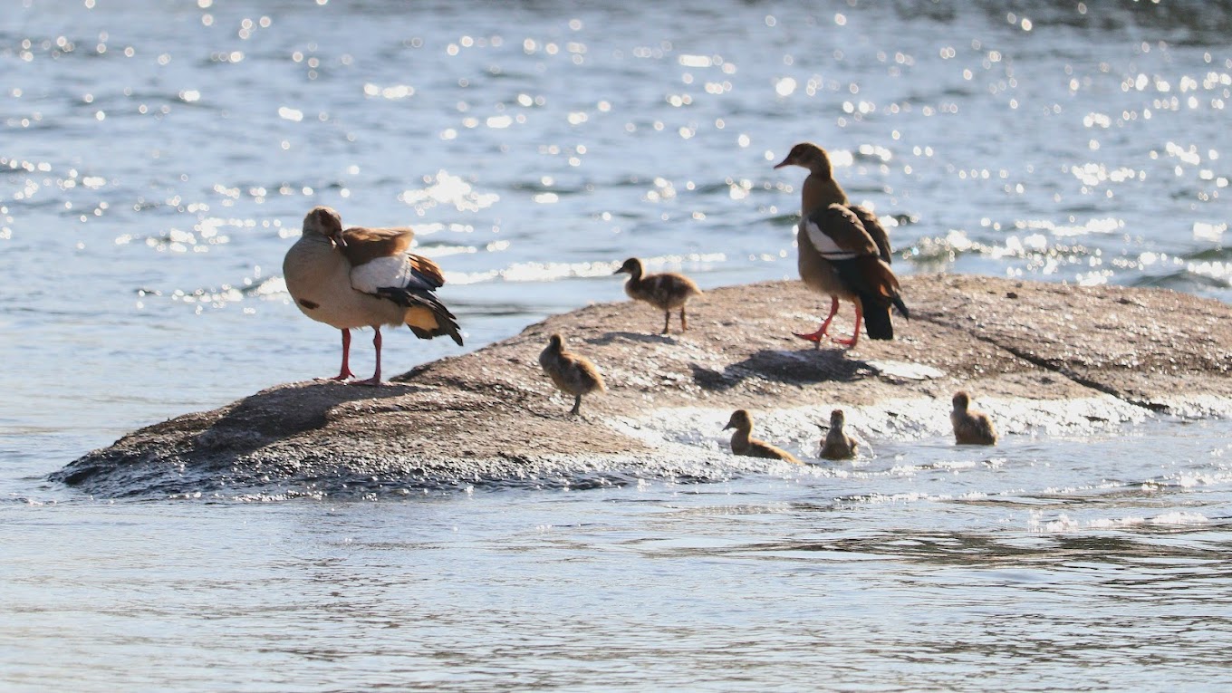 Egyptian Geese with pale brown plumage, dark eye patches, and pink legs standing near water