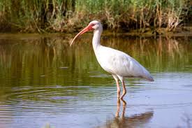 American White Ibis (Eudocimus albus) with bright red-orange bill and legs in a wetland habitat
