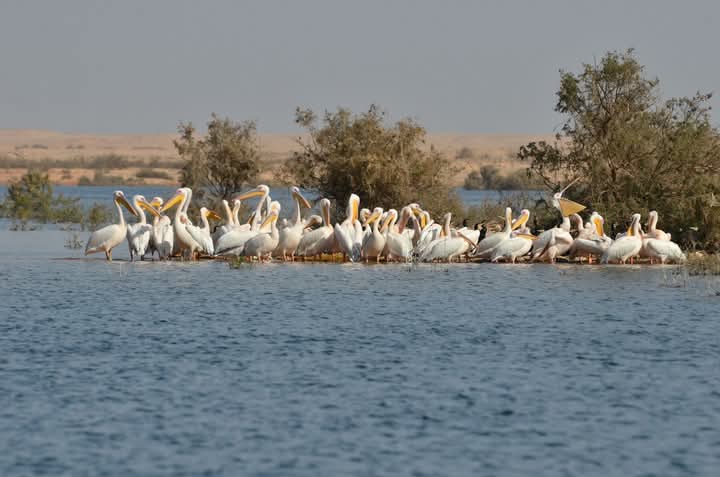 Group of pelicans by waterAswan Bird Watching