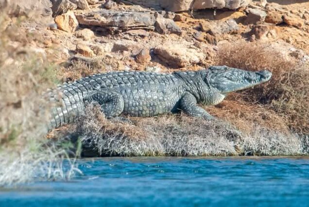 Nile crocodile