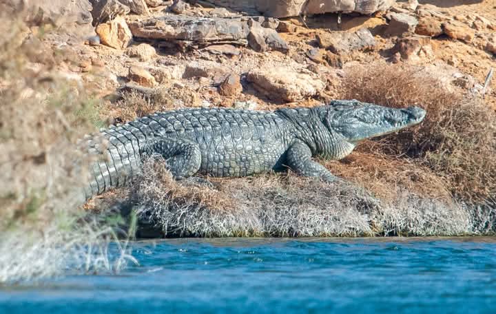 Nile crocodile