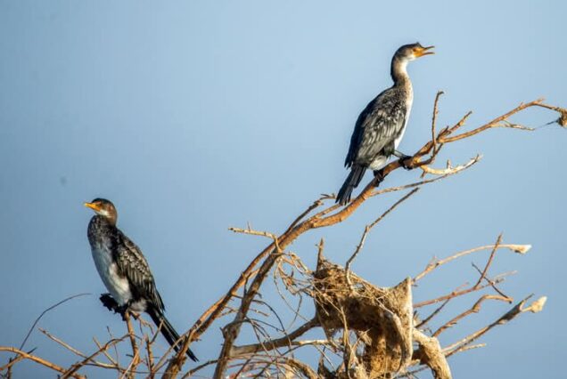 Bird watching
