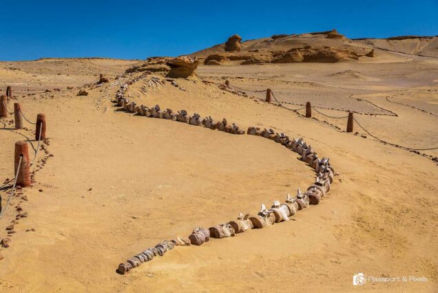 wadi-al-hitan-whale-valley