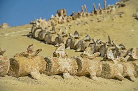 wadi-al-hitan-whale-valley